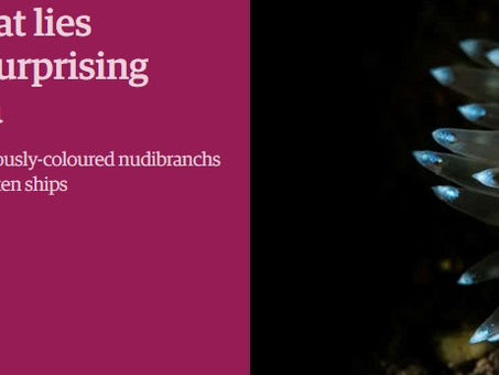 The Guardian: What lies beneath: discovering surprising jewels in the North Sea