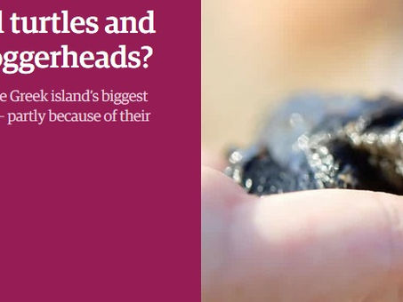The Guardian: Will turtles and tourism always be at loggerheads?