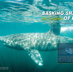 Basking Sharks for EZDive