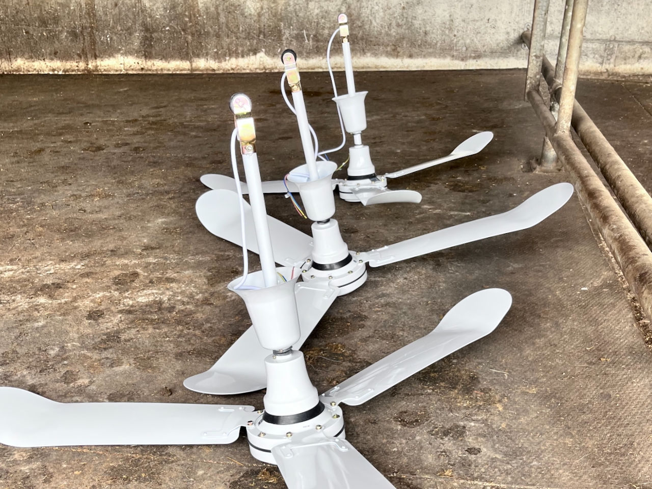 Fliegen, Mücken & Co. sind dieses Jahr besonders lästig. In Scharen machen sie unseren Pferden das Leben schwer. Da braucht es schwereres Geschütz als den altbewährten Mückenspray. Drehventilatoren sollen es richten und den aufdringlichen Sechsbeinern das Leben im Stall vermiesen. 