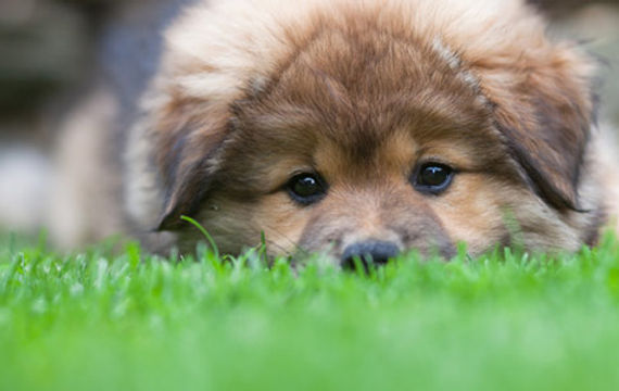 dog-on-lawn.jpg