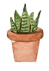 watercolor illustration of a house plant (a snake plant) in a terra cotta pot