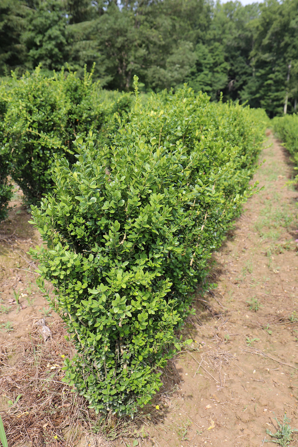 Buxus Highlander