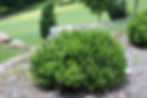 Buxus Little Missy in landscape