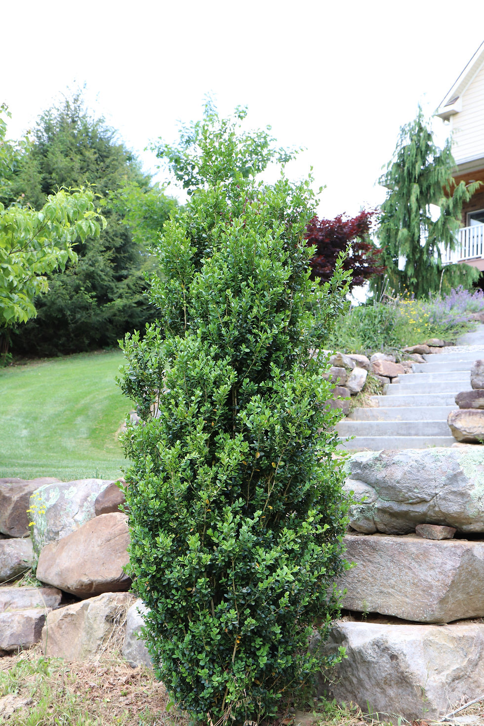 Buxus Highlander