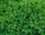 another new variety curtains (1)_edited.jpg