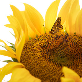 Close-up photograph of a yellow sunflower with a small moth resting on the center of the flower