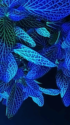 Animated GIF-downsized_large.gif