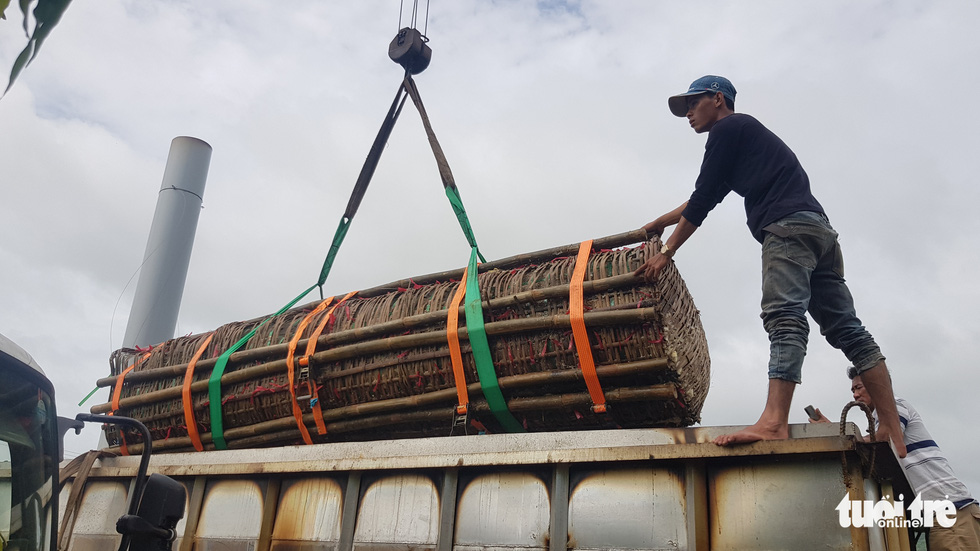 Cặp bánh tét "khủng" vừa lấy ra khỏi lò nấu bánh "dã chiến" lúc 9h sáng 23-5 - Ảnh: BỬU ĐẤU