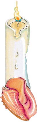 concha.PNG