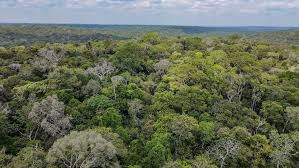 Brasil anuncia un fondo para preservar los bosques tropicales