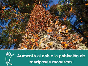Las mariposas monarca ocuparon este año 4.42 acres de bosque en México, el doble de espacio del año pasado