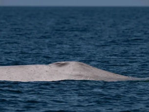 Detectan ballena albina en BCS