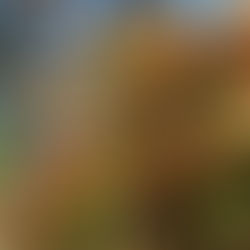 Santuarios mexicanos para las mariposas monarcas