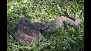 “En BCS la mayor demanda son mordeduras por víboras de cascabel”: Samuel Ritchie