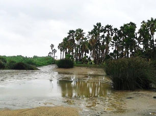 “El estero está en un punto crítico, pero eso también significa que es un momento de oportunidad para proteger, regenerar y planear hacia el futuro”: Voces del Estero 