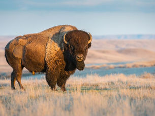 “Los bisontes y la lucha contra el cambio climático”: Luis Manuel Guerra