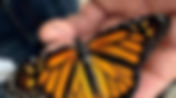 Llega a Texas la primera Mariposa Monarca con radiotransmisor tras pasar el invierno en México 
