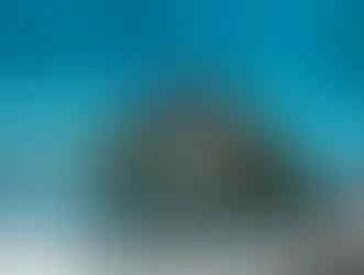 Existe un hospital para tortugas marinas en peligro