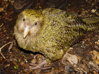 El kakapo, el loro no volador que resurge gracias a una conservación extrema en Nueva Zelanda