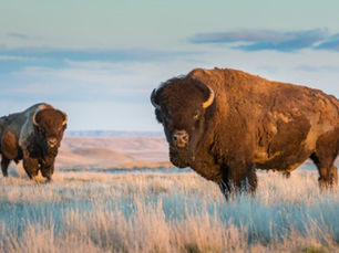 Regresa el bisonte a territorio ancestral en Cuatrociénegas, Coahuila