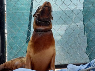Rescatan a lobo marino enmallado en Sonora