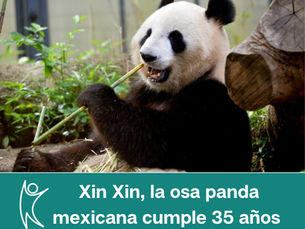 Es la última panda gigante que habita en Latinoamérica