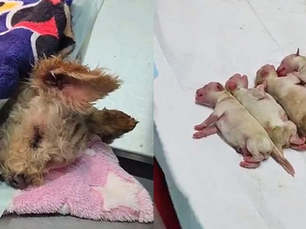 'Cerecita' y sus 5 cachorros se recuperan tras la explosión en el Puente de la Concordia