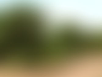 “En BCS hay más de 36 mil hectáreas para cultivo donde se producen anualmente más de 500 mil toneladas”: Alfredo Bermúdez