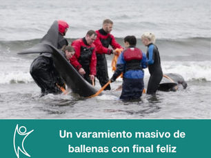 60 ballenas piloto, fueron encontradas varadas en una playa de Islandia