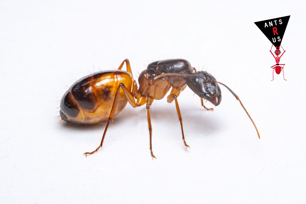 Camponotus sanctus