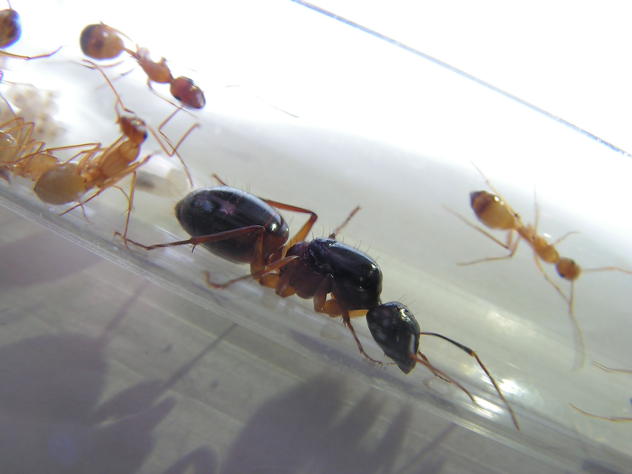 Camponotus thoracicus