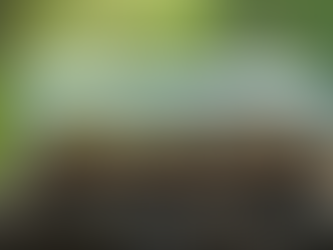 Why Antsrus is Trusted by UK Ant Lovers