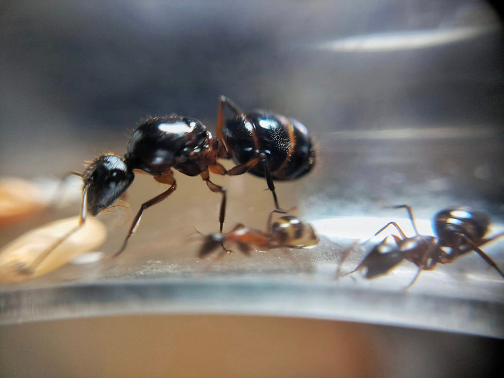 Camponotus Mega Black (Mexico Origin)
