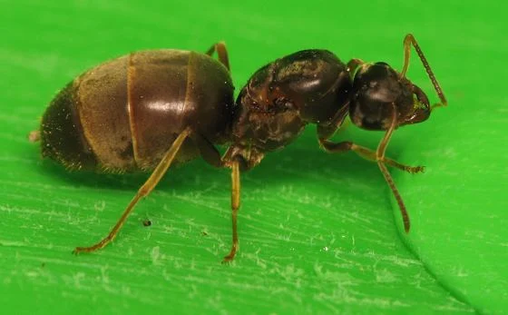 Lasius alienus Queen with workers (foreign garden ant) (starter kit)