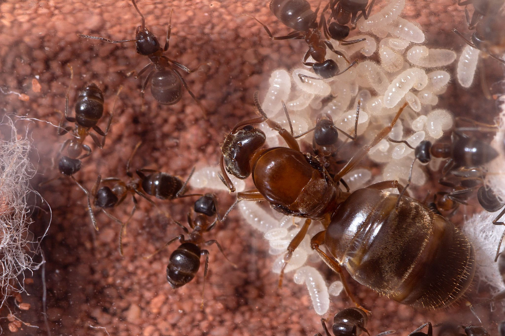 Lasius emarginatus (starter kit)