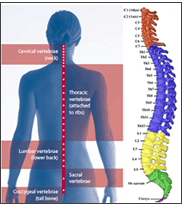 spine.gif