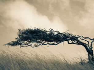 Windswept tree bends over tall grass beneath a cloudy sepia sky, creating a stark, moody landscape