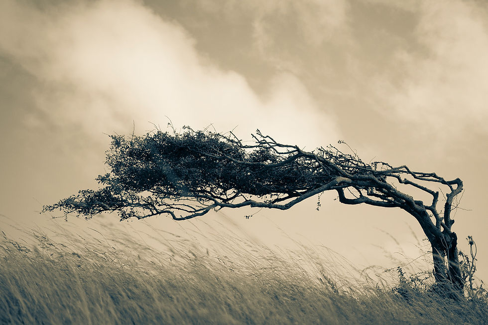 Windswept tree bends over tall grass beneath a cloudy sepia sky, creating a stark, moody landscape