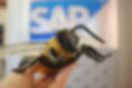 Large Model of Bee