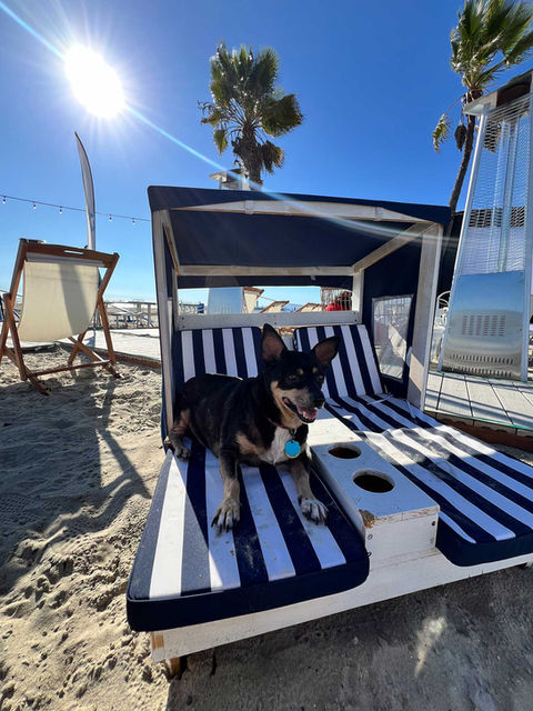 Dog in doggy lounger at beach bar