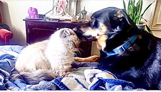 Persian cat staring down a big black dog