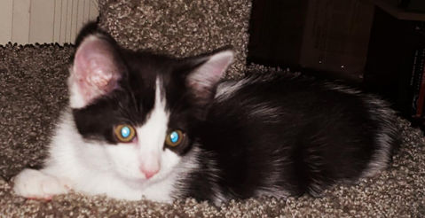 Zoe as kitten