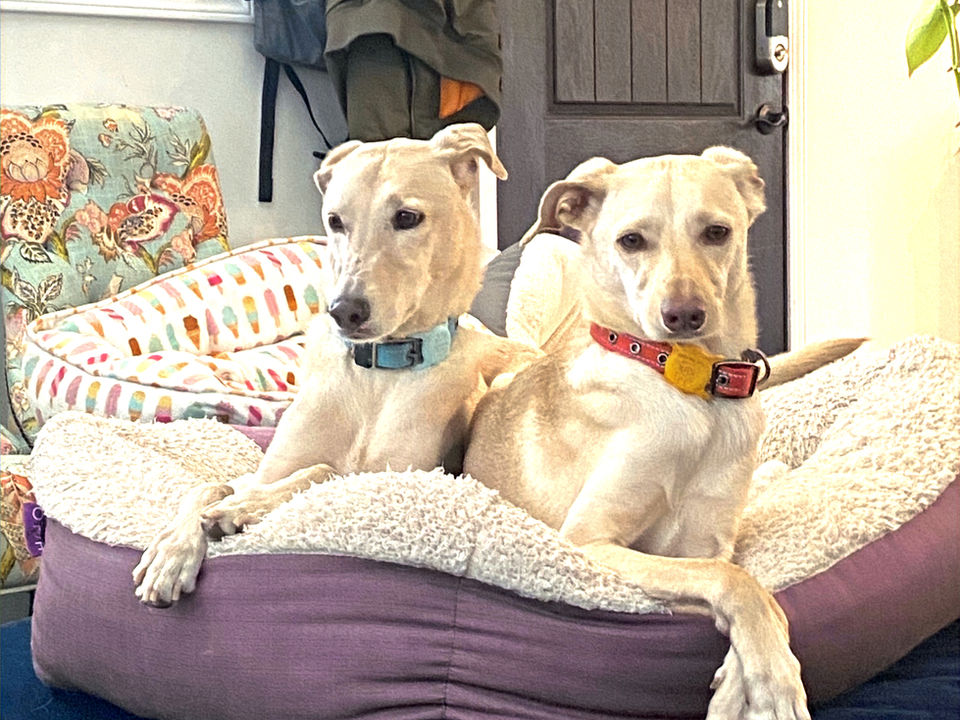 Two white dogs sharing a dog bed