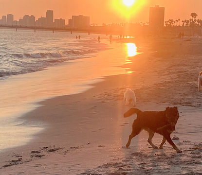 Black dog on beach at sunset