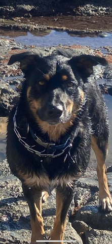 Wet black dog.