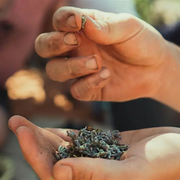 Poppies in the Park Workshops: Miridae Mobile Nursery