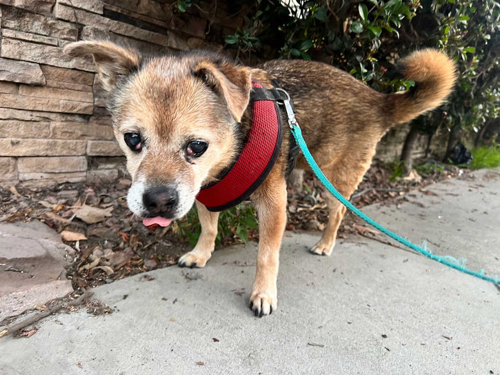 Old dog being walked