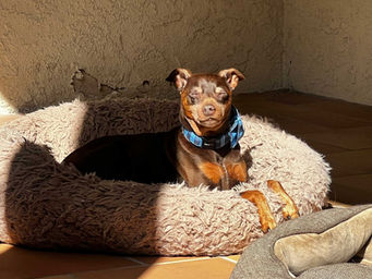 Small brown dog enjoying the sun from his bed
