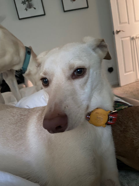 White Greyhound